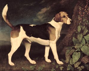 Ringwood, a Brocklesby Foxhound